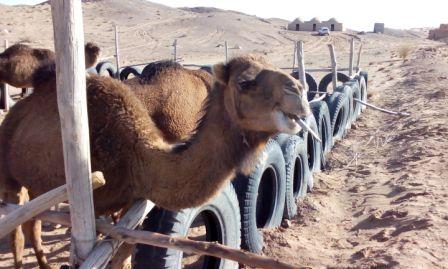 انارک / علم حاج باقری / فروردین 1394 انارک / علم حاج باقری / فروردین 1394