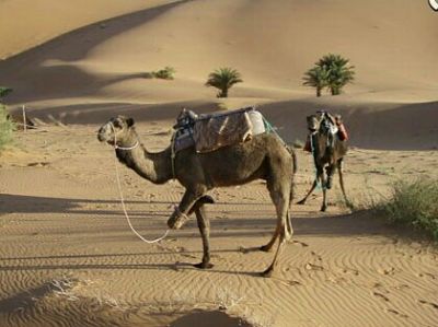 شتر در بیابان های انارک شتر در بیابان های انارک